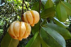 fruits hanging on tree